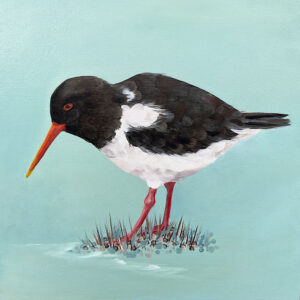 Oystercatcher - Norfolk Coastal Birds