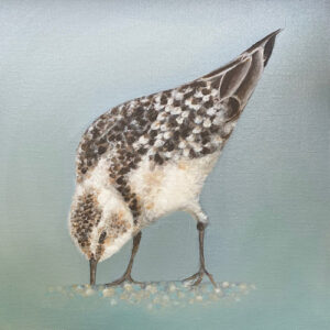 Sanderling- Norfolk Coastal Birds - Square Print