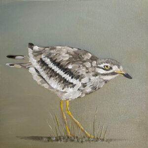 Stone Curlew - Norfolk Birds - Square Print