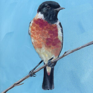 Stonechat - Norfolk Birds - Square Print