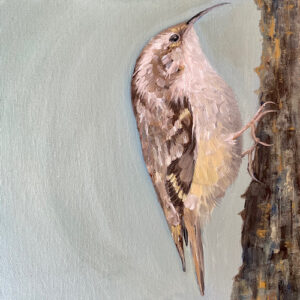 Tree Creeper - Tree Mouse - Square Print