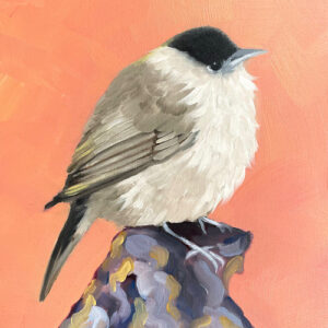 Blackcap - Bird Art Print