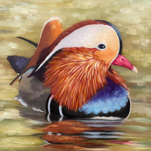 Mandarin Duck - A Calm Day On The Pond - Bird Art Print