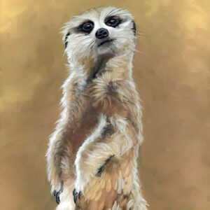 Meerkat - Solomon The Lookout - Art Print